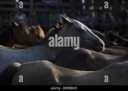 Marin, Pontevedra, Espagne. 13e Août 2017. Chevaux sauvages pendant la RAPA DAS BESTAS manifestation traditionnelle dans la région de Marin, le nord-ouest de l'Espagne, le 13 août 2017. Les chevaux sauvages sont arrondis à partir de la proximité des montagnes et entassés dans une piscine stylo pour couper la crinière des chevaux, au cours de la 400-year-old horse festival appelé RAPA DAS BESTAS (Cisaillement des bêtes) célébrée dans divers villages de la Galice en Espagne. Cette année, le Concello de Marin célèbre sa 12e édition, la récupération de la tradition. Credit : Manuel Balles/ZUMA/Alamy Fil Live News Banque D'Images