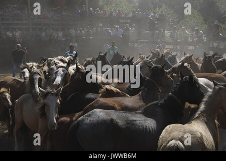 Marin, Pontevedra, Espagne. 13e Août 2017. Chevaux sauvages pendant la RAPA DAS BESTAS manifestation traditionnelle dans la région de Marin, le nord-ouest de l'Espagne, le 13 août 2017. Les chevaux sauvages sont arrondis à partir de la proximité des montagnes et entassés dans une piscine stylo pour couper la crinière des chevaux, au cours de la 400-year-old horse festival appelé RAPA DAS BESTAS (Cisaillement des bêtes) célébrée dans divers villages de la Galice en Espagne. Cette année, le Concello de Marin célèbre sa 12e édition, la récupération de la tradition. Credit : Manuel Balles/ZUMA/Alamy Fil Live News Banque D'Images