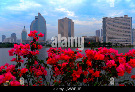 Beijing, Chine. 24 mai, 2017. Photo prise le 24 mai 2017 fleurs de bougainvilliers montre à Xiamen ville du sud-est de la province de Fujian en Chine. Bougainvillea provient du Brésil et devient la ville de Xiamen de fleurs en 1986. Credit : Wei Peiquan/Xinhua/Alamy Live News Banque D'Images