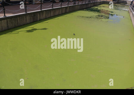 Londres, Royaume-Uni. 14Th Aug 2017. Maisons résidentielles donnant sur un canal dans Limehouse est de Londres, au Royaume-Uni. couverts dans la croissance des algues vertes en raison de la récente sex conditions météo Crédit : amer ghazzal/Alamy Live News Banque D'Images