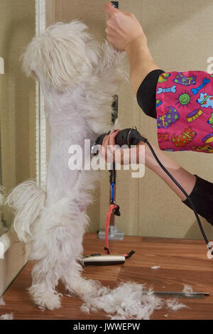 Salon de toilettage pour chiens dans la région, coupe de cheveux. Maltese debout sur les pattes arrière. Banque D'Images