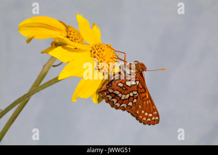 Un damier de Hoffmann au repos sur un papillon dans les fleurs sauvages des Cascades en Oregon Banque D'Images