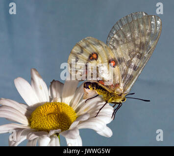 Une femelle papillon Parnassienne Clodius reposant sur une marguerite blanche. La structure blanchâtre sur son abdomen est un sphragis, une fiche mâle déposés sur son g Banque D'Images