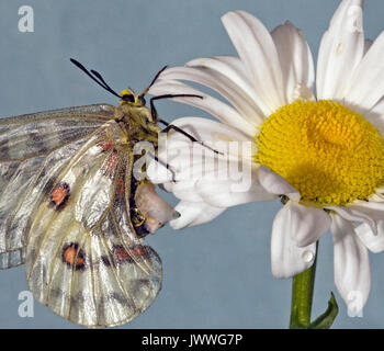 Une femelle papillon Parnassienne Clodius reposant sur une marguerite blanche. La structure blanchâtre sur son abdomen est un sphragis, une fiche mâle. Banque D'Images