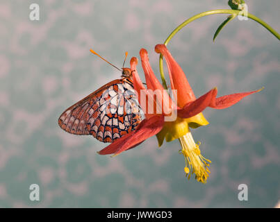 Un damier d'armoise, papillon Chlosyne acastus, siroter le nectar des fleurs sauvages dans l'une des Cascades en Oregon Banque D'Images