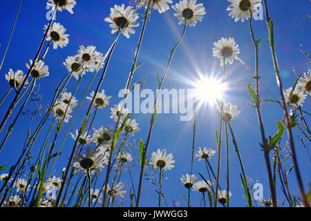 Une fourmi's eye view de fleurs sauvages poussant dans une prairie de montagne. Banque D'Images