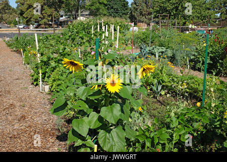 Les jardins communautaires tels que celui-ci à Hollinshead Park à Bend, Oregon, fournir des terres et de l'espace pour les citadins à cultiver des fleurs et des légumes frais Banque D'Images