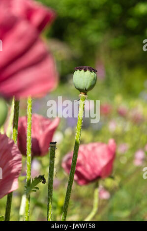 Pavot d'Orient (Papaver orientale 'marlene') Banque D'Images