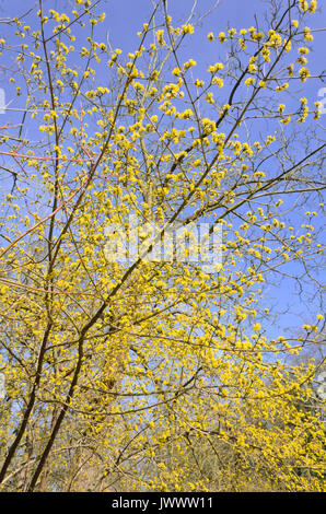 Cherry en cornaline (cornus mas) Banque D'Images