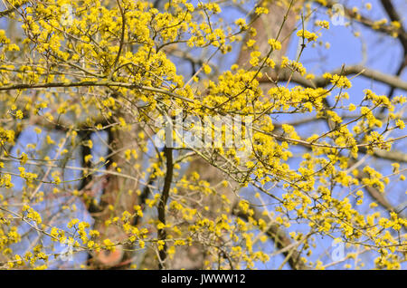 Cherry en cornaline (cornus mas) Banque D'Images