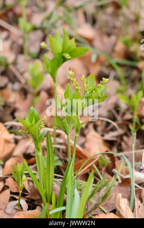 Le mercure du chien (mercurialis perennis) Banque D'Images