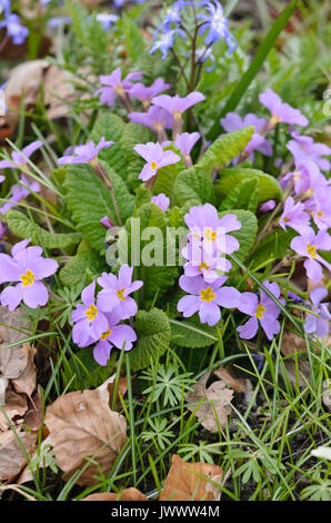 Primula vulgaris (primevère Comon subsp. sibthorpii) Banque D'Images