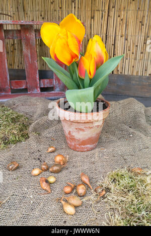 Seul début tulip (tulipa flair) dans un pot de fleurs Banque D'Images