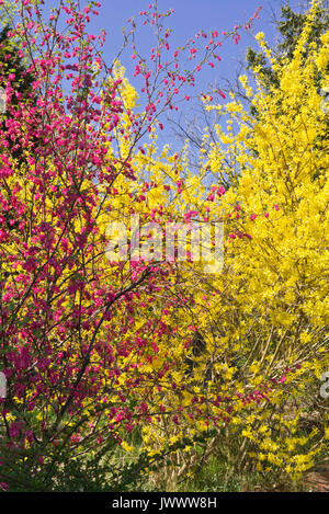 Groseillier à fleurs (Ribes sanguineum) et border forsythia (Forsythia x intermedia) Banque D'Images