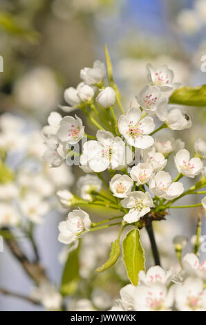 Poirier (Pyrus calleryana callery) Banque D'Images