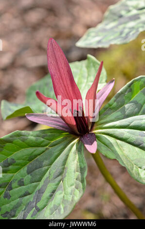 Trillium kurabayashii (Trillium) Banque D'Images