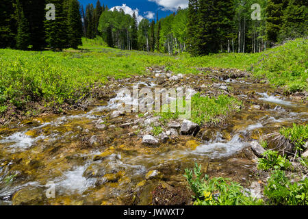 Un petit ruisseau coule la fonte de la neige sur de petites cascades ci-dessous tremble arbres le long du sentier du col de Phillips lin le Teton Mountains. Nationale de Bridger-Teton F Banque D'Images