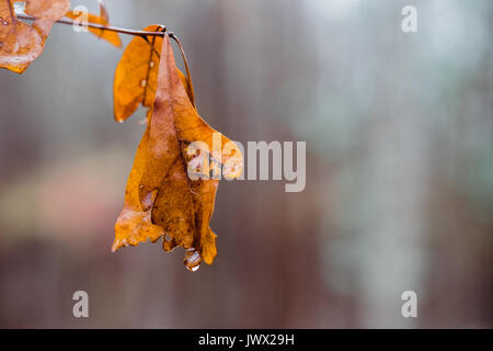 Une feuille de chêne d'orange avec une seule goutte d'eau à l'extrémité, après une pluie d'automne. La feuille est isolé dans l'avant-plan. Banque D'Images