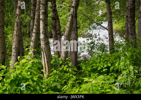 Tremble arbres croissant en face de cascades de granit Granite Creek dans le canyon de la Teton Mountains. Parc National de Grand Teton, Wyoming Banque D'Images