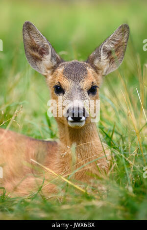 Bébé chevreuil sur l'été vert prairie Banque D'Images