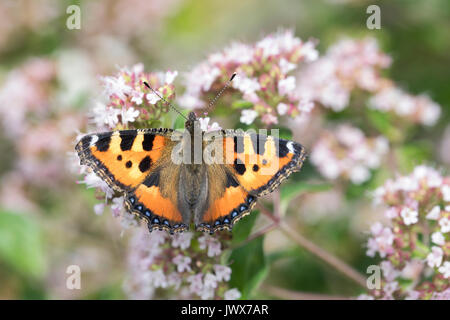 Kleiner Fuchs, Aglais urticae, Nymphalis urticae, petite écaille, La Petite Tortue, vanesse de l'ortie Banque D'Images