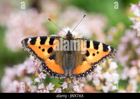 Kleiner Fuchs, Aglais urticae, Nymphalis urticae, petite écaille, La Petite Tortue, vanesse de l'ortie Banque D'Images