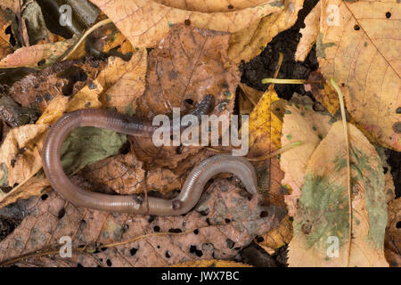 Regenwurm zwischen Laub, Falllaub Fallaub Blättern,,, Regen-Wurm Tauwurm,, Wurm, Lumbricus terrestris, ver de terre commun, worm, Ver de terre, lob wo Banque D'Images