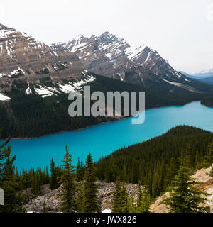 Les magnifiques eaux bleues de Peyto Lake dans le parc national de Banff Canadian Rockies Alberta Canada Banque D'Images