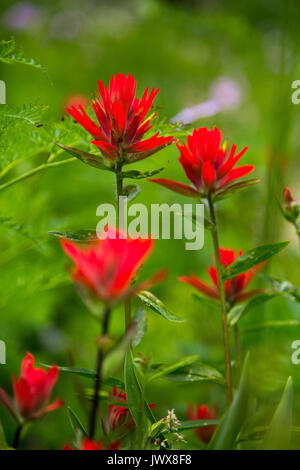 Indian paintbrush fleurs sauvages fleurissent dans le Canyon de granit Teton Mountains. Parc National de Grand Teton, Wyoming Banque D'Images