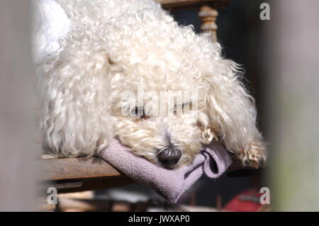 Bichon Frise était assis sur une chaise Banque D'Images