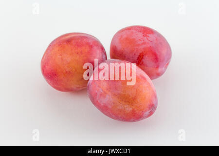 La récolte de prunes fraîches Fruits prunes du jardin Banque D'Images