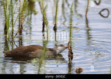 Jeune poule d'eau Gallinula chloropus alimentant à l'rspb saltholme, Teesside, UK Banque D'Images