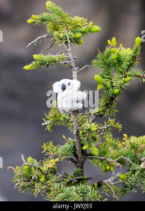 Un jouet en peluche Koala lié à une branche d'arbre de pin à l'Athabasca Falls Parc National de Jasper Alberta Canada Banque D'Images
