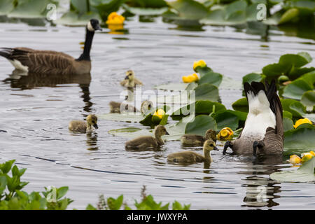 La Bernache du Canada (Branta canadensis occidentalis) et d'oie oisons l'alimentation et la natation dans l'étang avec étang jaune, lilys Alaganik Slough, Cuivre Ri Banque D'Images