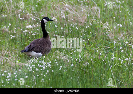 La Bernache du Canada (Branta canadensis occidentalis) dans les hautes herbes à côté d'un étang, Alaganik Slough, Delta de la rivière Copper, Alaska, la Forêt Nationale de Chugach Banque D'Images