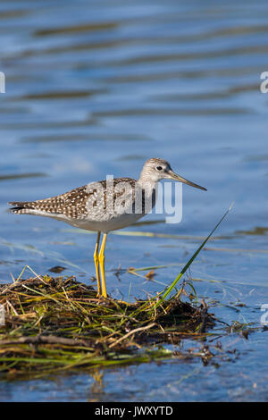 Petit Chevalier (Tringa flavipes) me demande de patauger dans le lac à la recherche de nourriture. Banque D'Images