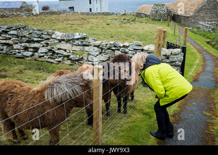 Femme avec des poneys Shetland Banque D'Images