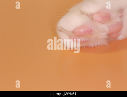 La face inférieure d'un chat blanc paw montrant les coussinets rose alors que couché sur un fond orange. Banque D'Images