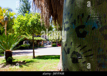 Les mains. des traces de mains sur l'arbre vert. Banque D'Images