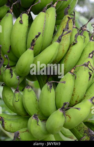 Banana sur un arbre (libre) Banque D'Images