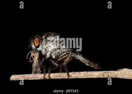 Asilidae Robber mouche attrapant un fourmis ailé. Banque D'Images