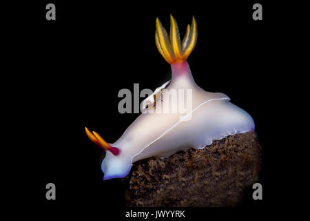 Nudibranche (Hypselodoris bullocki violet) dans le Détroit de Lembeh Banque D'Images