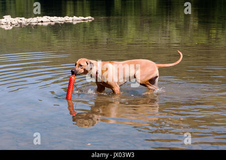 Femme Rhodsian Ridgeback avec un jouet dans la rivière de formation Banque D'Images