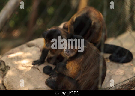 Singe capucin touffetée du genre Cebus apella apella est assis sur une branche d'arbre et mange. Banque D'Images