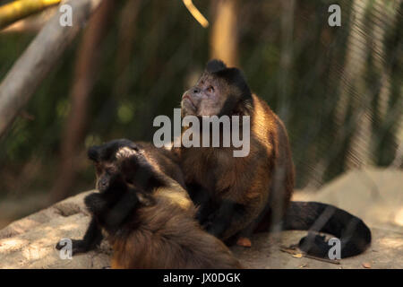 Singe capucin touffetée du genre Cebus apella apella est assis sur une branche d'arbre et mange. Banque D'Images