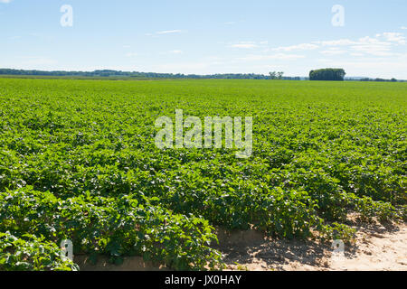 Grand champ de pommes de terre avec des plantes de pomme de terre plantés en rangées droites de nice Banque D'Images