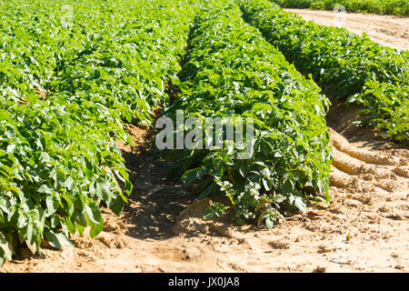 Grand champ de pommes de terre avec des plantes de pomme de terre plantés en rangées droites de nice Banque D'Images