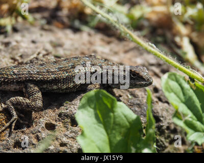 Close-up d'un lézard assis sur une pierre Banque D'Images