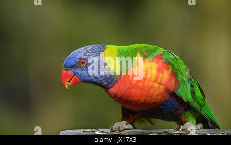 Rainbow loriquets verts peuvent être trouvés à travers l'Australie, ces oiseaux sont très vivement colorées apprivoiser et peut être trouvé sur divers Australian les étiquettes des produits. Banque D'Images