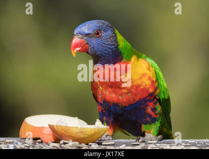 Rainbow loriquets verts peuvent être trouvés à travers l'Australie, ces oiseaux sont très vivement colorées apprivoiser et peut être trouvé sur divers Australian les étiquettes des produits. Banque D'Images